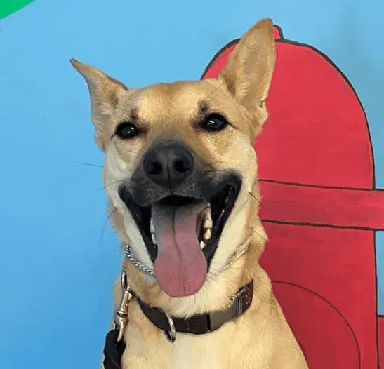 Smiling shepherd mix