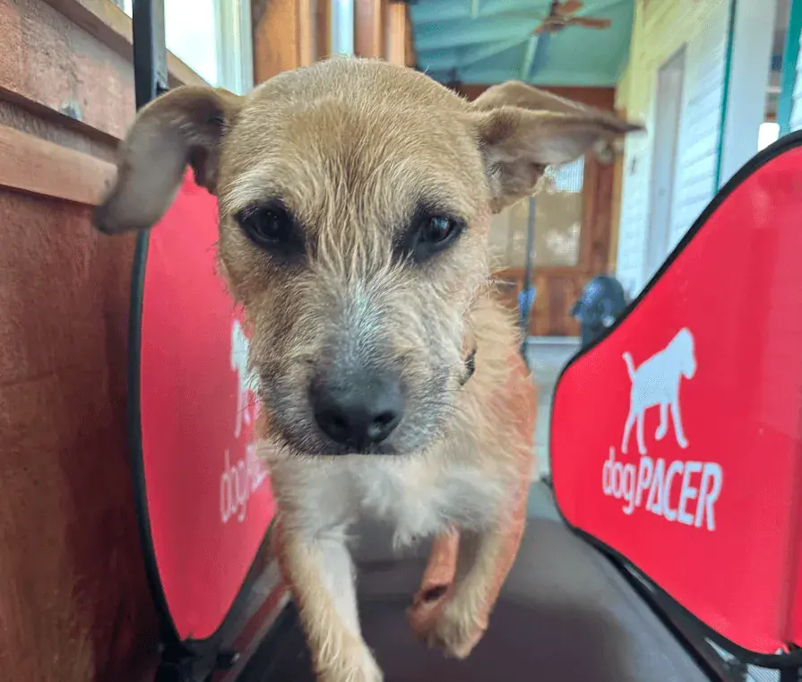 Dog on the dogPACER treadmill