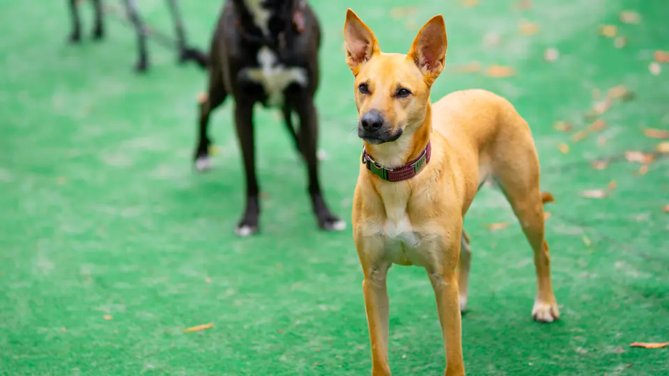 Two dogs on the turf during a playgroup