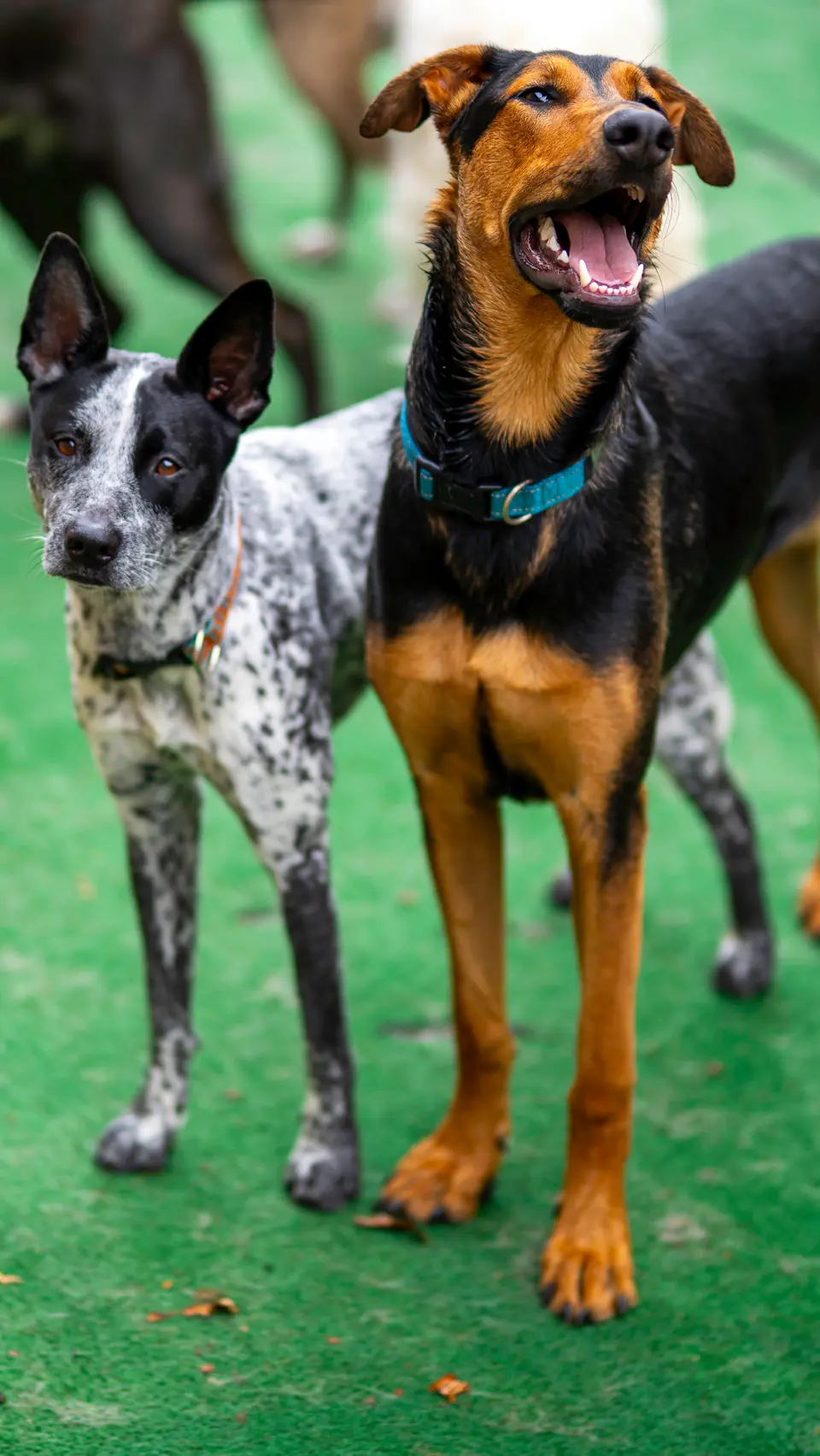 Two playgroup friends on the turf
