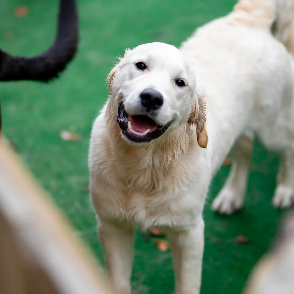Happy white dog on the turf