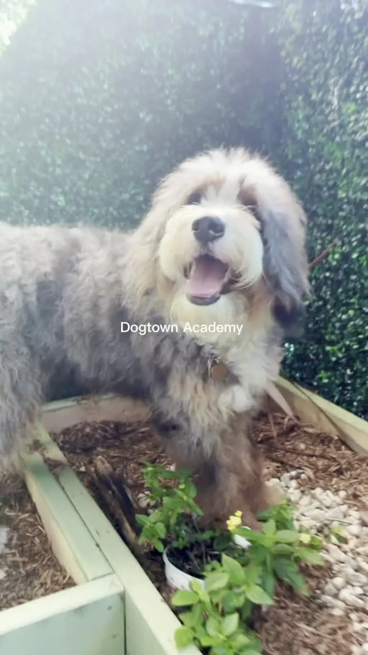 A Dogtown Academy day in the sensory garden