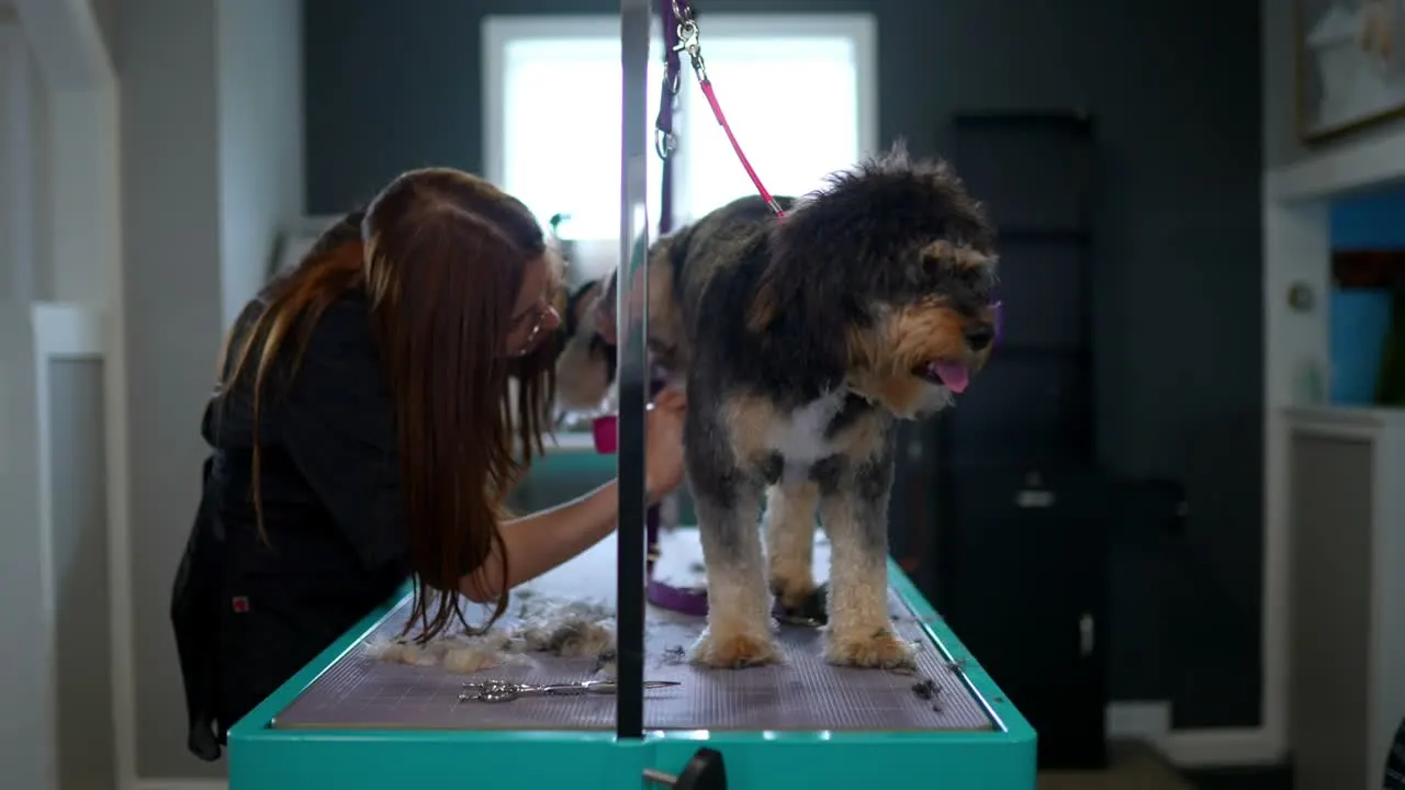 Inside the Dogtown Grooming studio