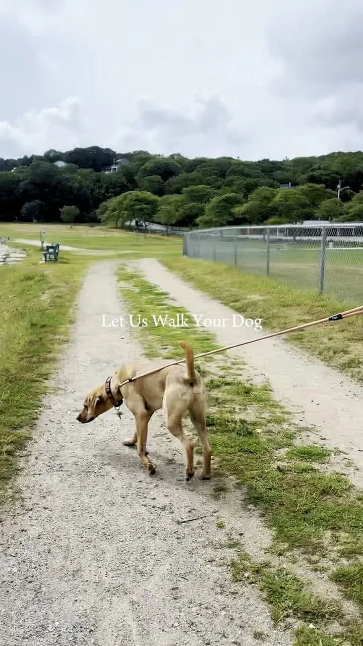 Let us walk your dog: at-home walks by the Dogtown team