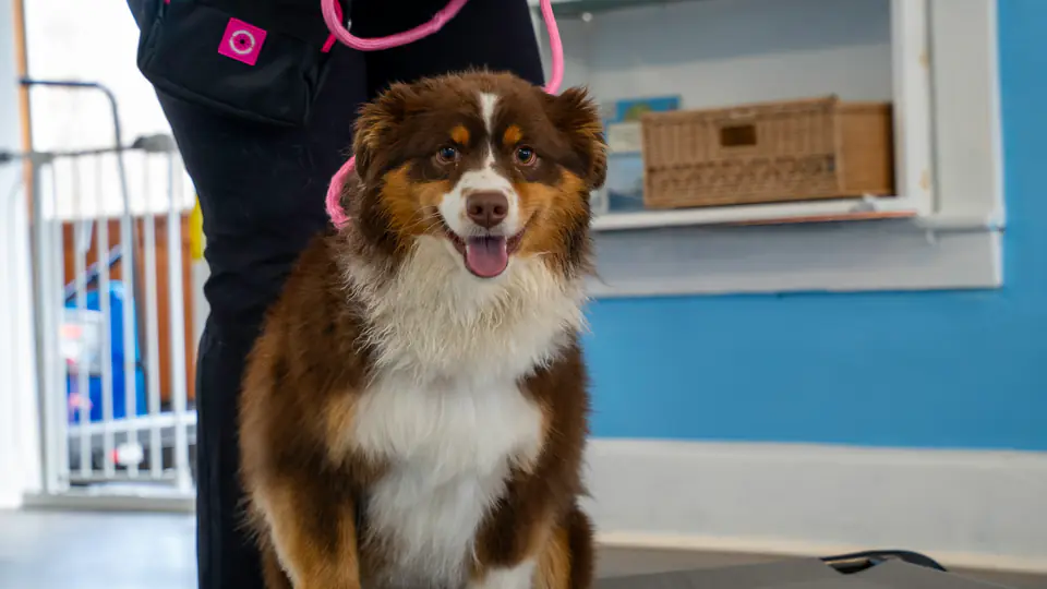 Australian shepherd sitting attentively during training