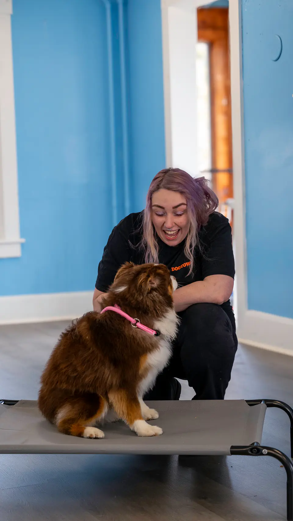 Trainer teaching an Australian shepherd the place command on a cot