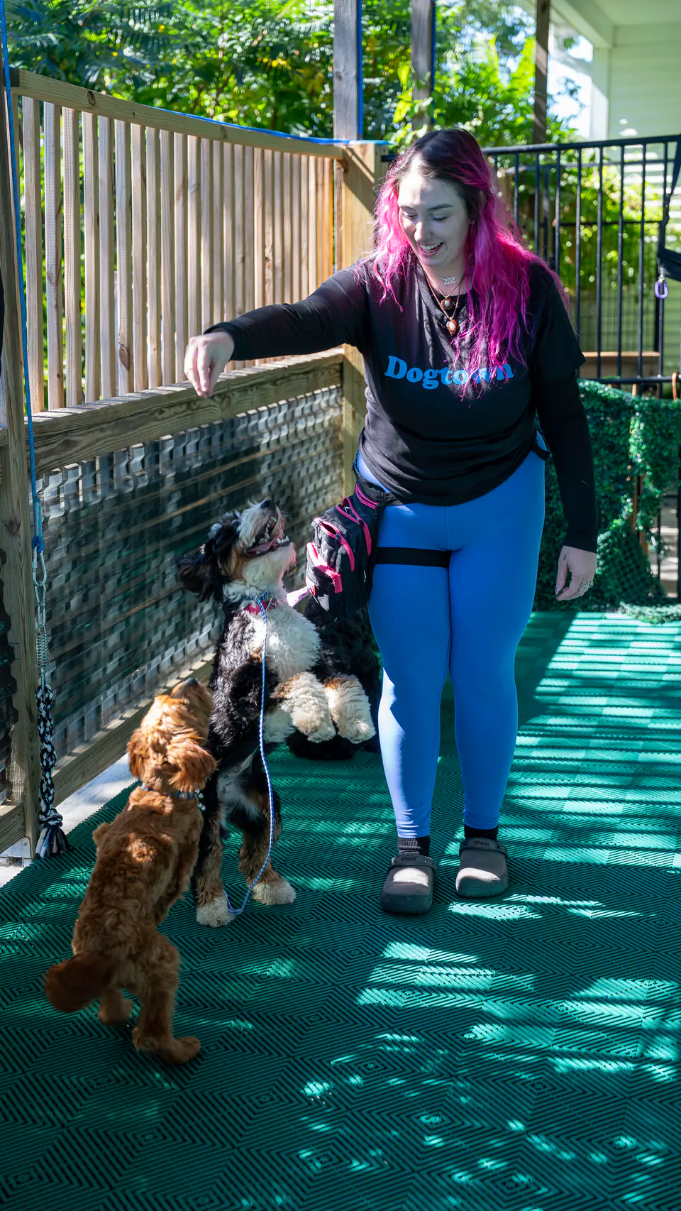 Dogtown trainer working with three doodles on the deck