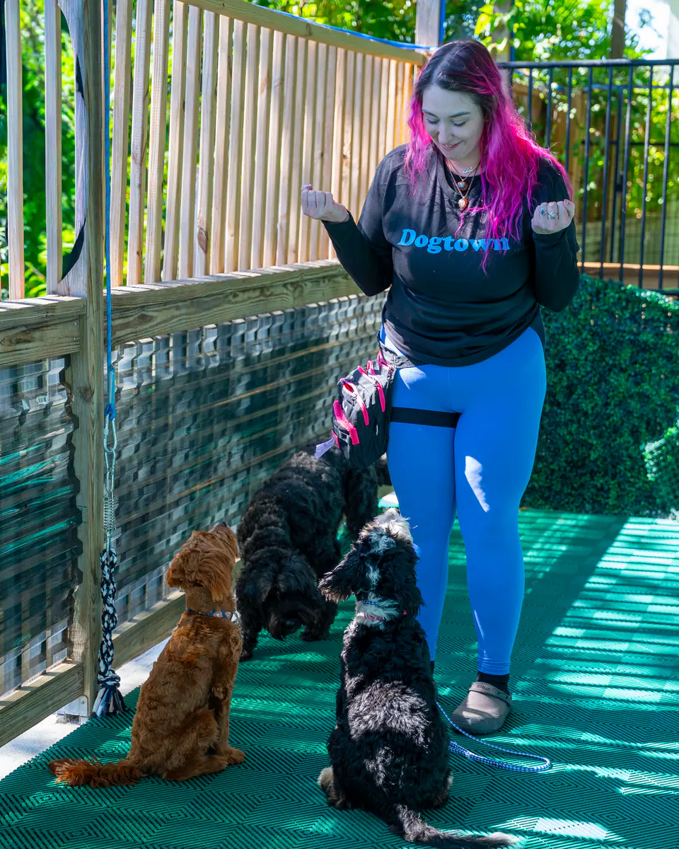 Three doodles holding a sit for their trainer